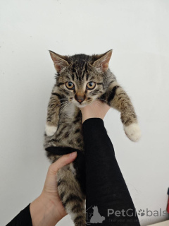 Photo №1.  - à vendre en ville de Rivière moscou | Gratuit | Annonce № 159964