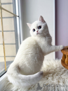 Photo №1. scottish fold - à vendre en ville de Munich | négocié | Annonce № 165014