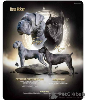 Photos supplémentaires: Chiots Cane Corso