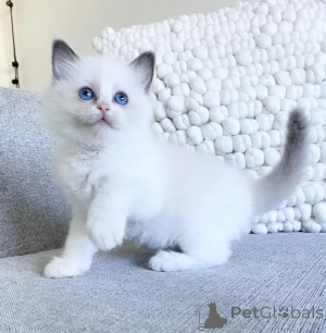 Photo №1. ragdoll - à vendre en ville de Les rochers | 2809€ | Annonce № 176622