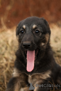 Photo №1. chien bâtard - à vendre en ville de Москва | Gratuit | Annonce №105981