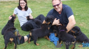 Photo №2 de l'annonce № 65570 de la vente rottweiler - acheter à Allemagne éleveur