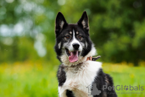 Photo №2 de l'annonce № 59455 de la vente chien bâtard - acheter à Fédération de Russie annonce privée