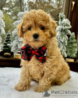 Photo №3. Superbe chiot disponible pour partir. La Grande-Bretagne