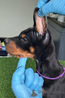 Photo №3. Chiots Doberman. Serbie
