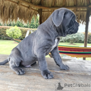 Photo №2 de l'annonce № 171210 de la vente cane corso - acheter à Pologne éleveur
