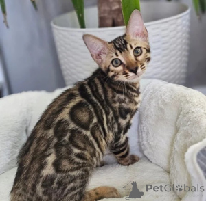 Photo №1. bengal - à vendre en ville de Hancher | 350€ | Annonce № 178150