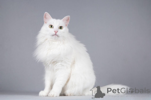 Photo №3. Timosha le chat cherche un bon cœur.. Fédération de Russie