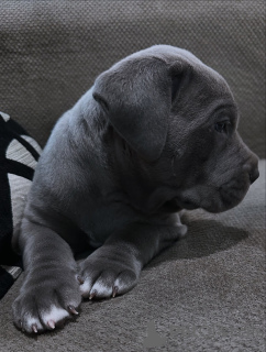Photo №1. cane corso - à vendre en ville de 'S-Hertogenbosch | 700€ | Annonce №158579