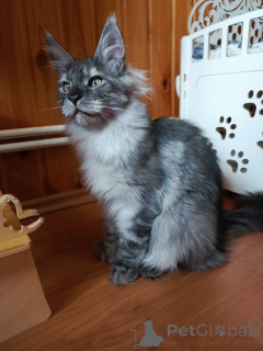 Photo №4. Je vais vendre maine coon en ville de Москва. de la fourrière - prix - 862€