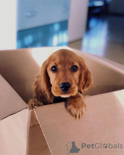 Photo №4. Je vais vendre cocker spaniel anglais en ville de Kivik. annonce privée, éleveur - prix - 1000€