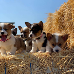 Photo №1. welsh corgi - à vendre en ville de Chicago | 425€ | Annonce №129524