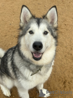 Photo №2 de l'annonce № 121181 de la vente malamute de l'alaska - acheter à Fédération de Russie de l'abri