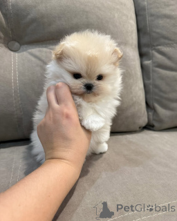 Photo №1. spitz nain - à vendre en ville de Bönningstedt | 250€ | Annonce №144448