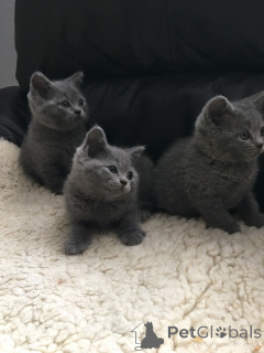 Photo №2 de l'annonce № 93596 de la vente british shorthair - acheter à Allemagne annonce privée, éleveur