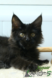 Photo №4. Je vais vendre maine coon en ville de Saint-Pétersbourg. annonce privée, de la fourrière, éleveur - prix - 531€