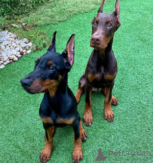 Photo №1. dobermann - à vendre en ville de Düsseldorf | 900€ | Annonce №146462