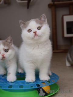 Photo №1. british shorthair - à vendre en ville de Munich | négocié | Annonce № 171103