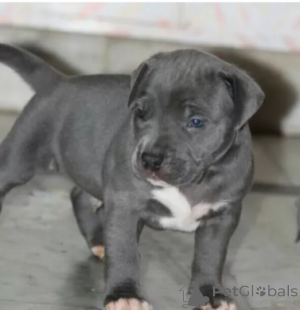 Photo №1. american pit bull terrier - à vendre en ville de Mijotant | négocié | Annonce №167779