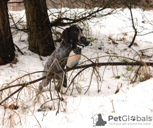 Photo №4. Je vais vendre chien d'arrêt allemand à poil dur en ville de Reszel. éleveur - prix - 1000€