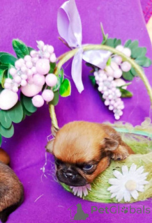 Photo №4. Je vais vendre petit brabançon en ville de Rivière moscou. annonce privée - prix - 431€