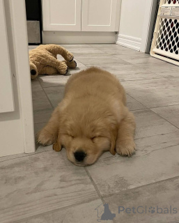 Photo №1. golden retriever - à vendre en ville de Leeuwarden | négocié | Annonce №165209