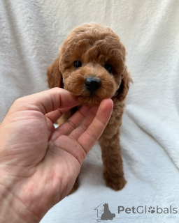 Photo №3. Chiots de caniche pour l'adoption et la reprise. Australie