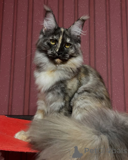 Photo №3. Yeux éclairés par la lune, grâce silencieuse, Luna transforme chaque nuit en. Norvège