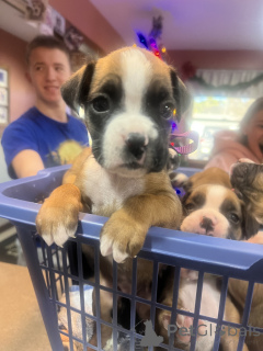 Photo №1. boxer - à vendre en ville de Ijssestein | négocié | Annonce №172953