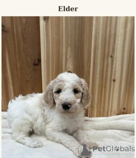 Photo №4. Je vais vendre caniche (nain), caniche (jouet) en ville de Kreysfreie Stadt Frankfurt Am Main. annonce privée - prix - 580€