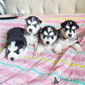 Photo №1. malamute de l'alaska - à vendre en ville de Londres | 300€ | Annonce №123508