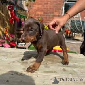 Photo №3. Dobermanninpennut etsivät perhettä. La finlande