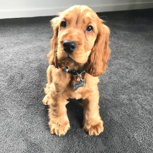 Photo №1. cocker spaniel anglais - à vendre en ville de Dalum | 1250€ | Annonce №167497