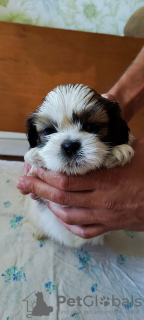 Photo №4. Je vais vendre shih tzu en ville de Krivoy Rog.  - prix - 218€