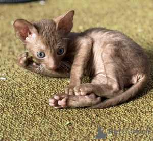 Photo №2 de l'annonce № 173137 de la vente cornish rex - acheter à Pologne 