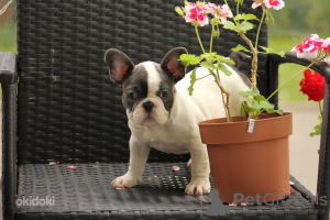 Photo №1. bouledogue - à vendre en ville de Tallinn | 1800€ | Annonce №123099