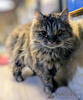 Photo №4. Je vais vendre  en ville de Москва.  - prix - Gratuit