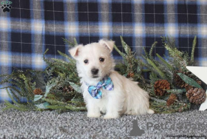 Photo №3. KC ENREGISTRÉ Garçons et Filles PRÊT MAINTENANT. Allemagne