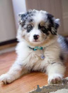 Photo №1. berger australien - à vendre en ville de Berlin | négocié | Annonce №136850