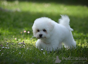 Photos supplémentaires: Chiot mâle Bichon Frison