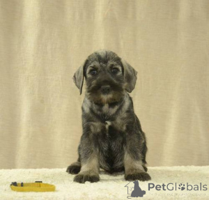 Photo №4. Je vais vendre schnauzer moyen en ville de Stara Pazova.  - prix - négocié
