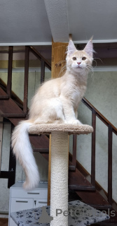 Photo №3. Maine Coon Kittens. Australie