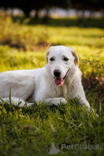 Photo №1. chien bâtard - à vendre en ville de Rivière moscou | Gratuit | Annonce №161456