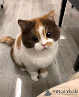 Photo №2 de l'annonce № 74286 de la vente british shorthair - acheter à La Grande-Bretagne 