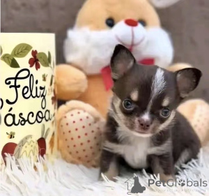 Photo №2 de l'annonce № 176016 de la vente chihuahua - acheter à USA éleveur