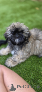 Photo №3. Le magasin de Shih Tzu-puppy. Belgique