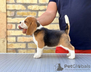 Photos supplémentaires: Chiots Beagle des meilleurs parents d'exposition