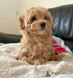 Photo №2 de l'annonce № 133173 de la vente maltipu - acheter à Allemagne annonce privée