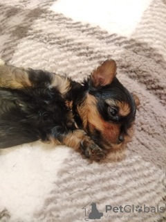 Photos supplémentaires: Chiots Yorkie baby face