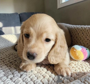 Photo №1.  - à vendre en ville de Alabama | 339€ | Annonce №166518